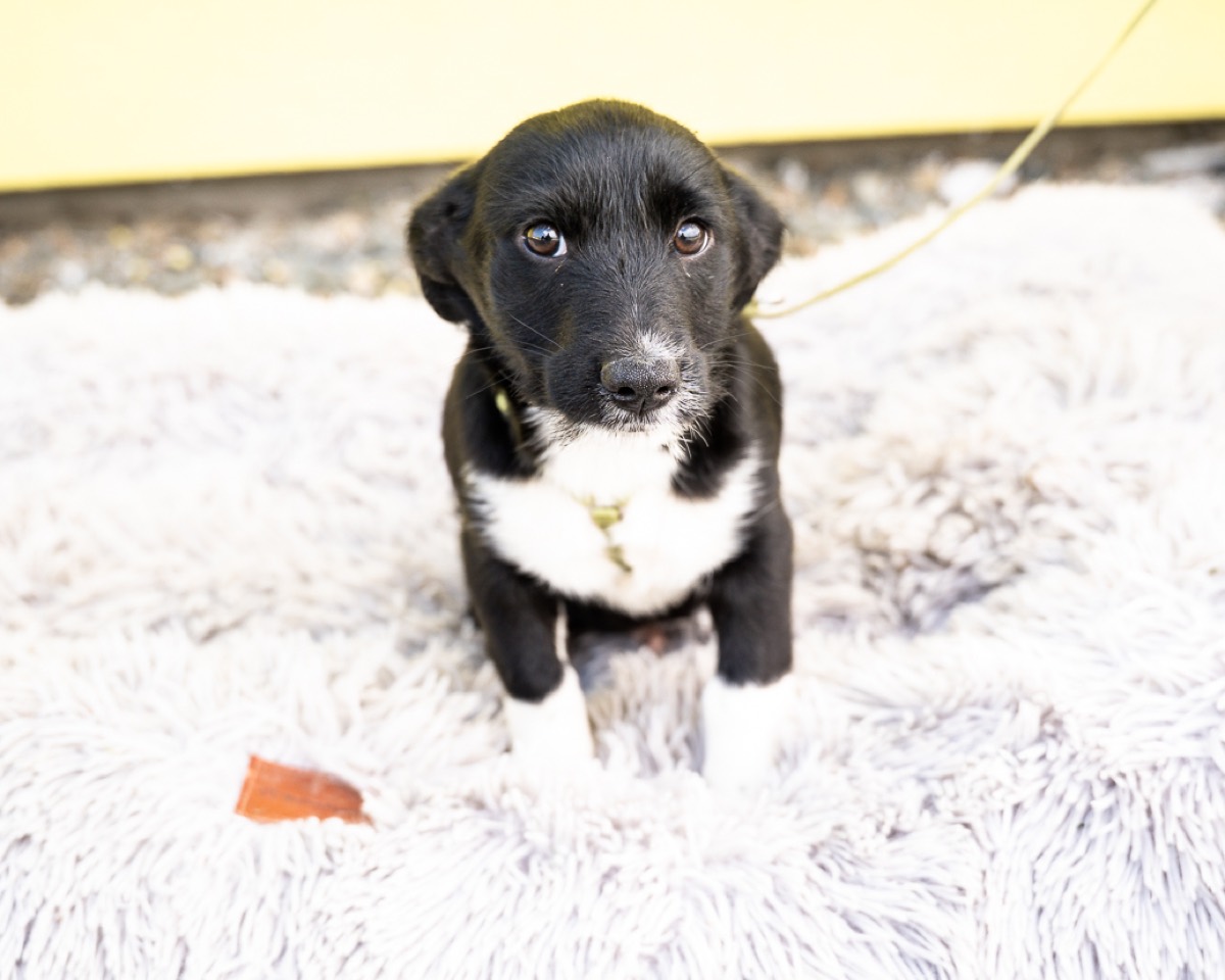 Reşo, a black-and-white rescue puppy, looking up at the camera